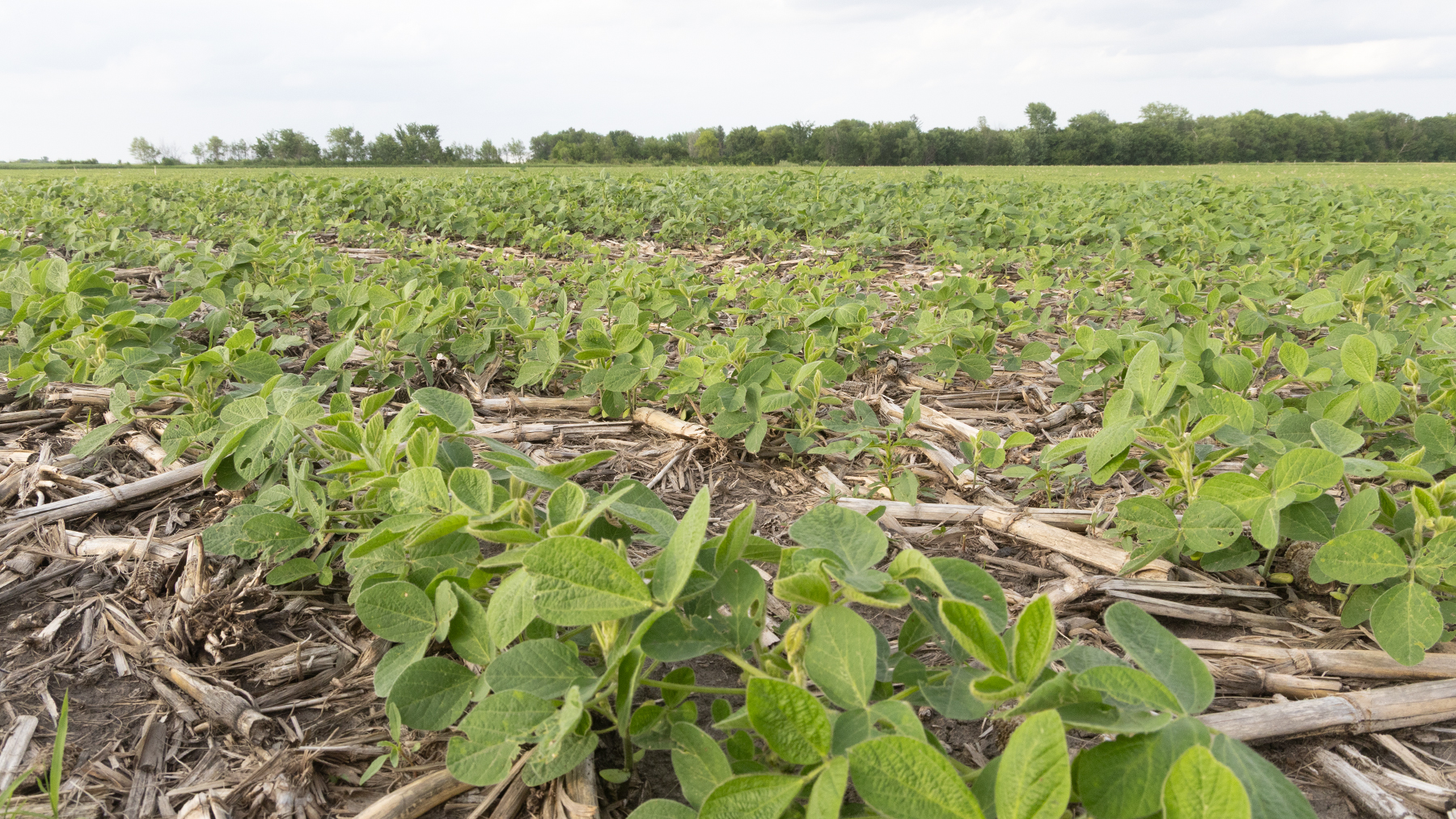 Gil Gullickson. - soybean field