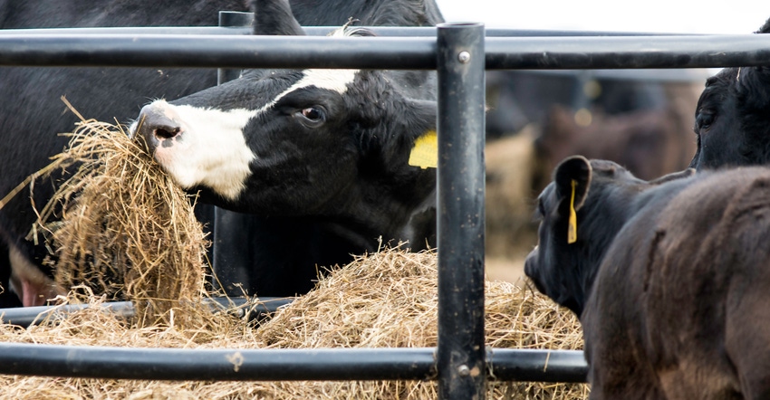 cow and calf feeding on hay