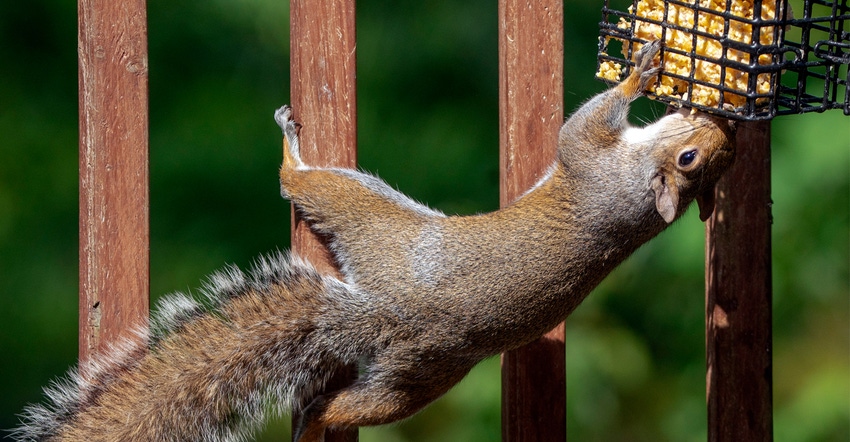 Squirrel feeding off of a suet feeder