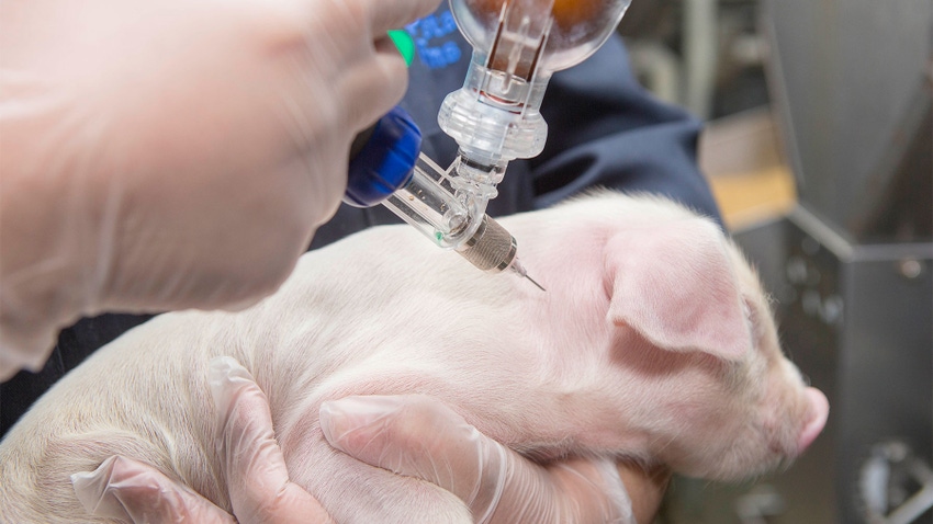 Person giving piglet injection in its neck