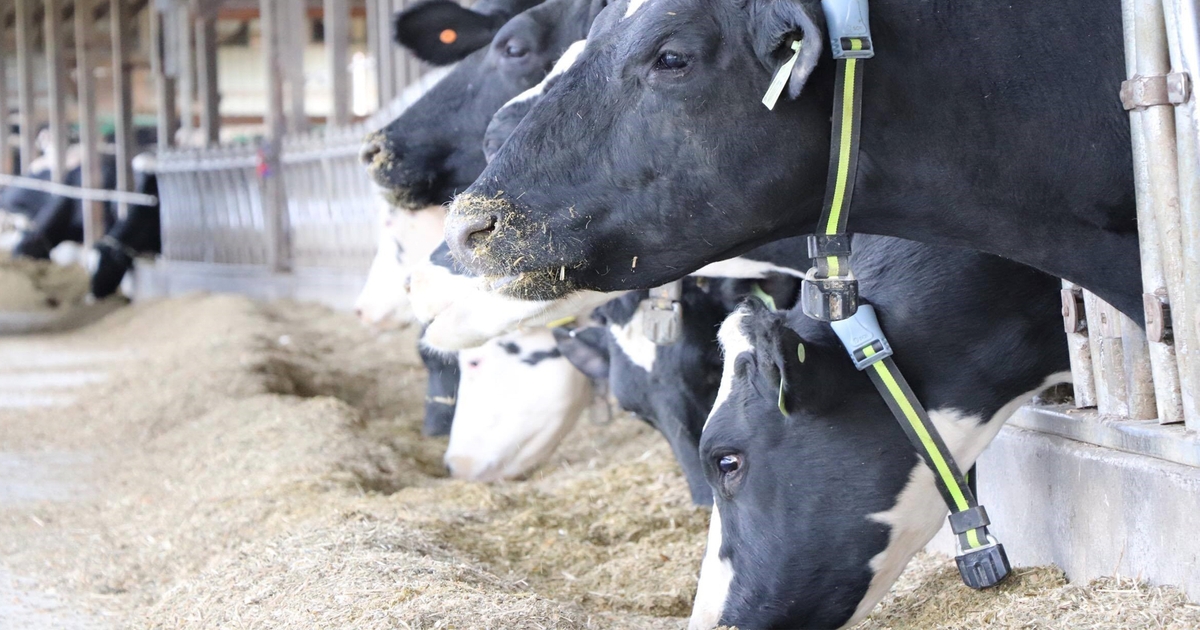 Daughter should work on farm before joining LLC