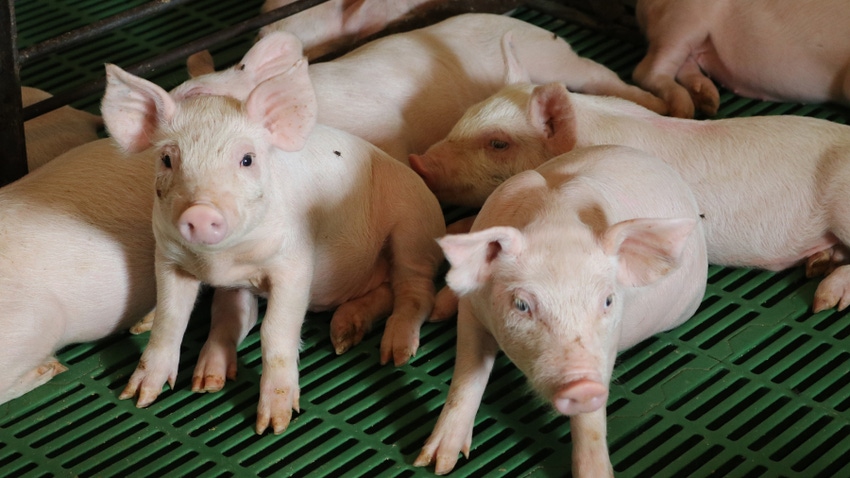 small pigs in a pen small pigs in a pen
