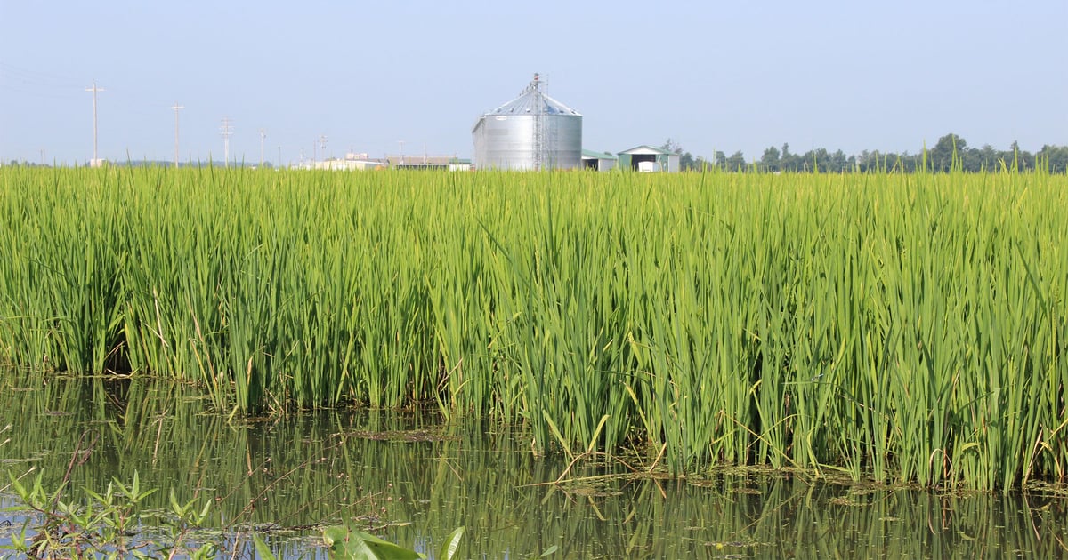 Fall armyworm surge in rice triggers crisis declaration