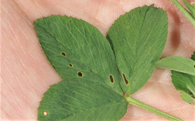 Small holes in a plant leaf caused by alfalfa weevils