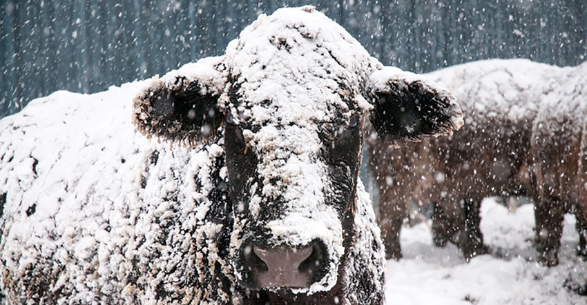Close up of cow head with snow on it.