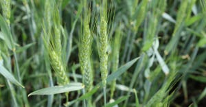 Close up of wheat
