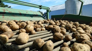 Close-up of potatoes on a harvester
