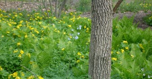 Native plants like wood poppies and ostrich ferns grow well beneath a shade tree canopy