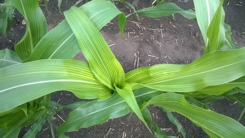 corn leaves with striping that is a symptom of sulfur deficiency