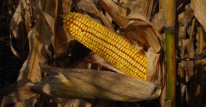 Closeup of ear of corn