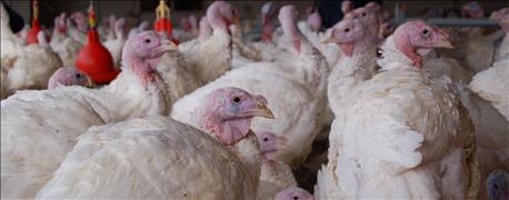 first_iowa_farm_restocks_turkeys_after_bird_flu_outbreak_1_635744960343248000.jpg