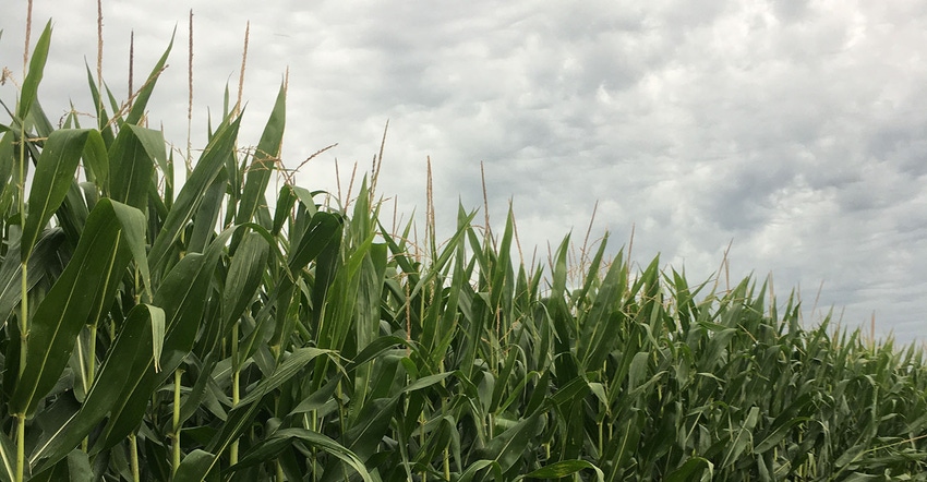 Tasseled corn field in southeast Minnesota