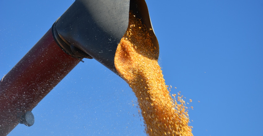 auger harvesting corn