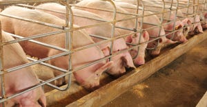 hogs at feeder inside barn
