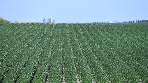 soybean plants in a field