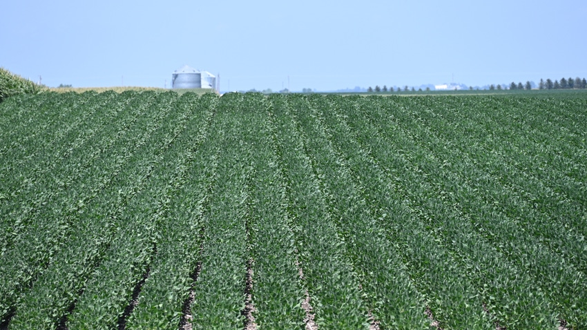 soybean plants in a field