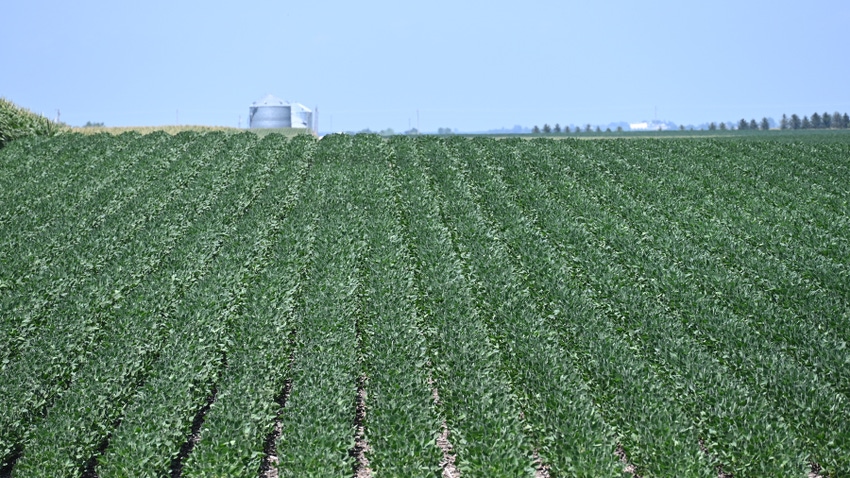soybean plants in a field soybean plants in a field
