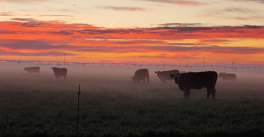 swfp-shelley-huguley-livestock-mist-sunrise.jpg swfp-shelley-huguley-livestock-mist-sunrise.jpg