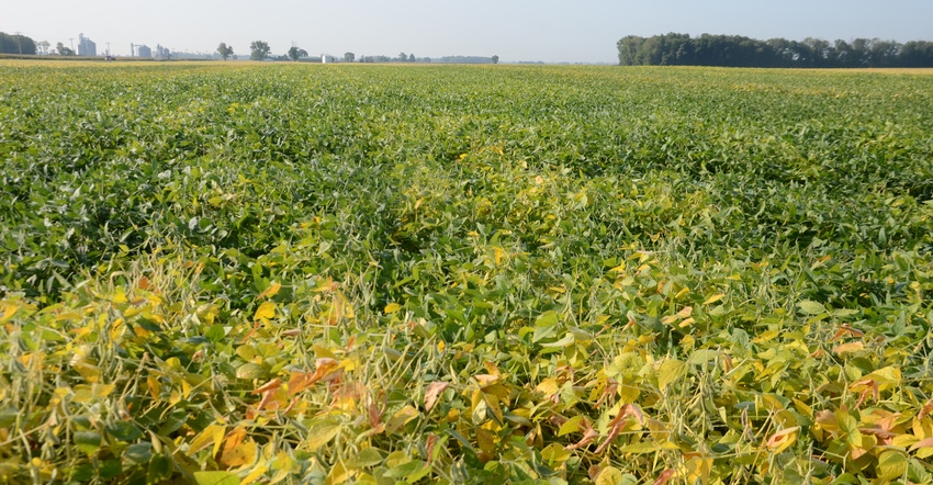 soybean field soybean field