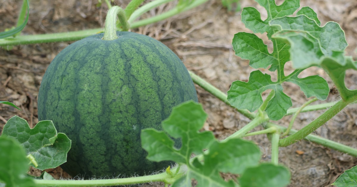 5 mistakes that keep garden melons from getting sweet