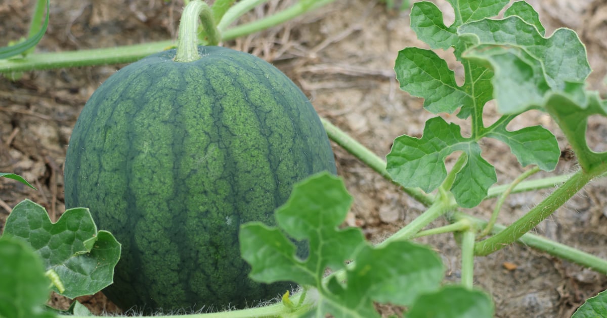 5 mistakes that keep garden melons from getting sweet
