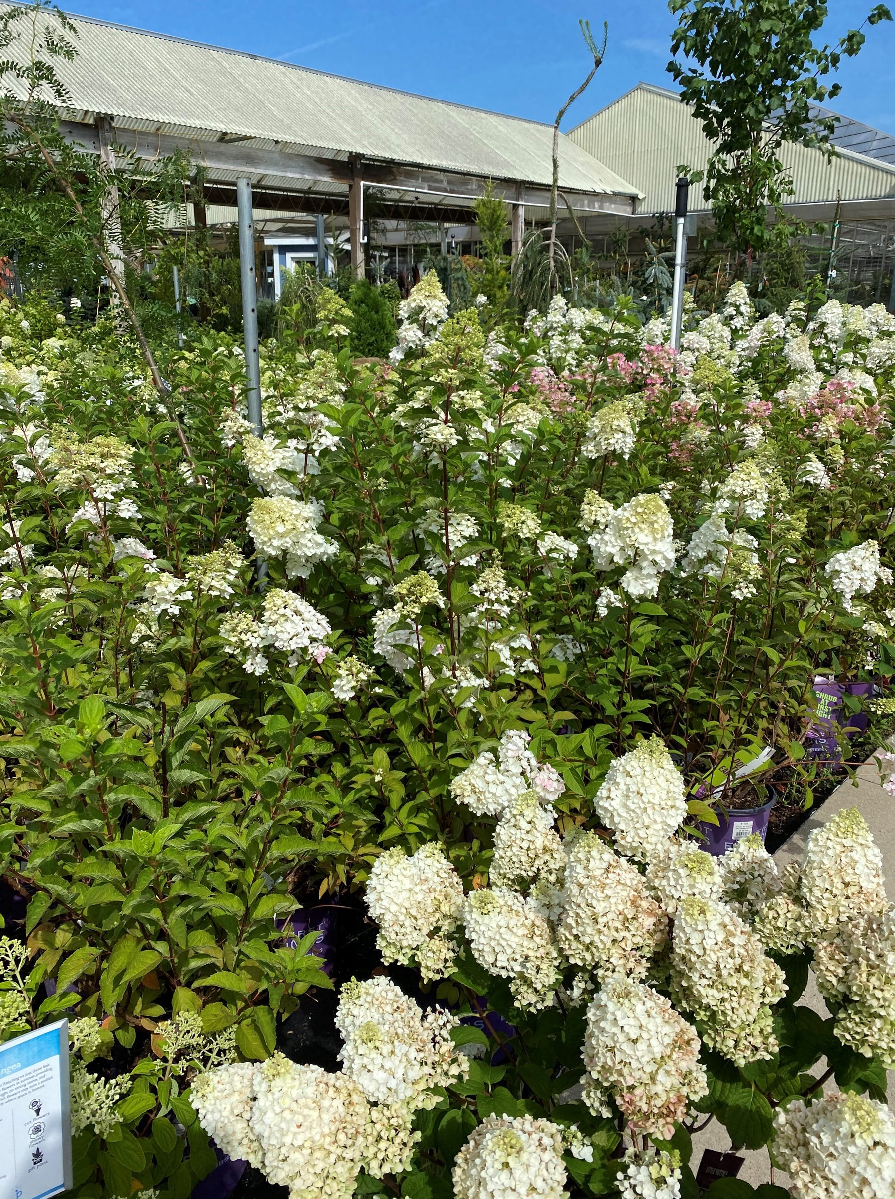 group of hydrangeas for sale at garden center group of hydrangeas for sale at garden center