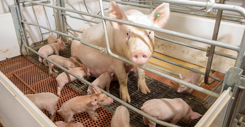 Pigs in pen Pigs in pen