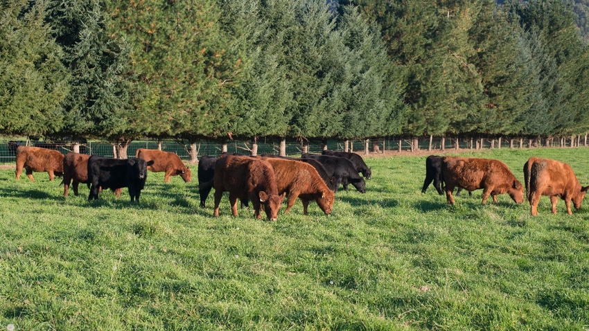 Cattle on grass