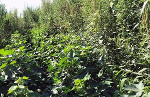 sefp-brad-haire-cotton-clean-pigweed-jungle-low.jpg