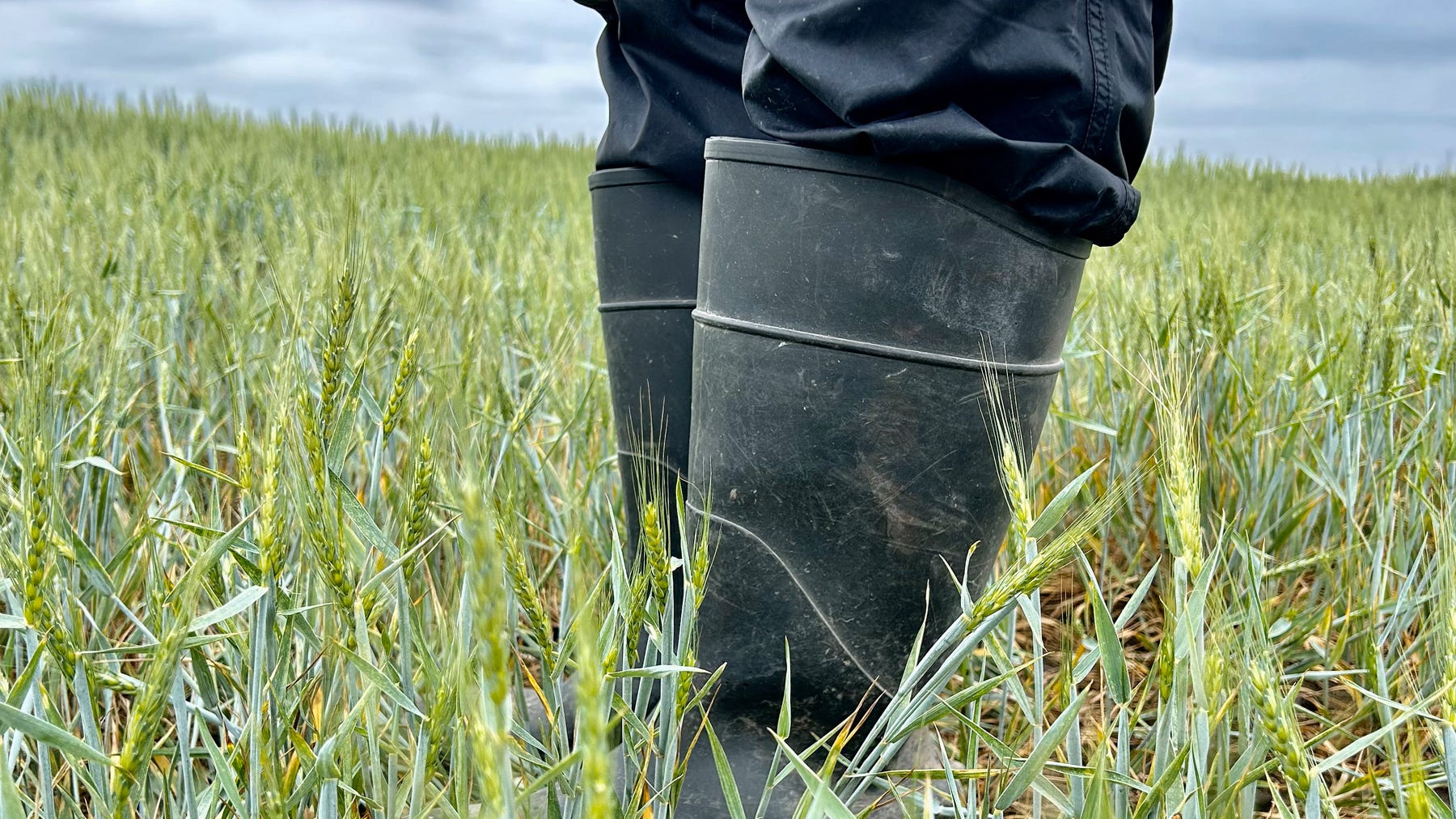closeup of boots in a wheat field