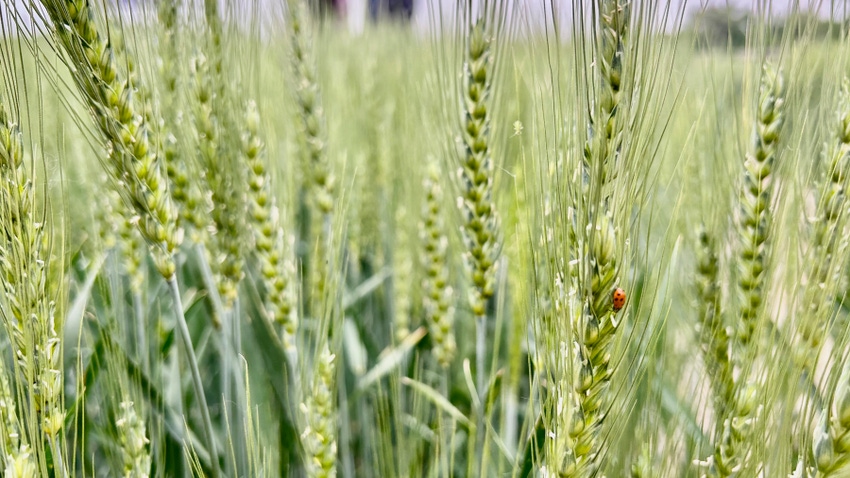 Ladybug on wheat