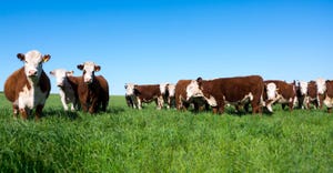 Hereford cattle eating in a field