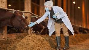 A veterinarian reaching out to cows in a barn
