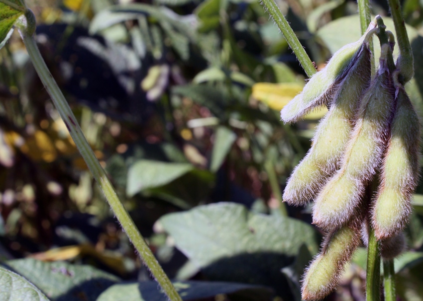 Asgrow Yield Contest winners announced