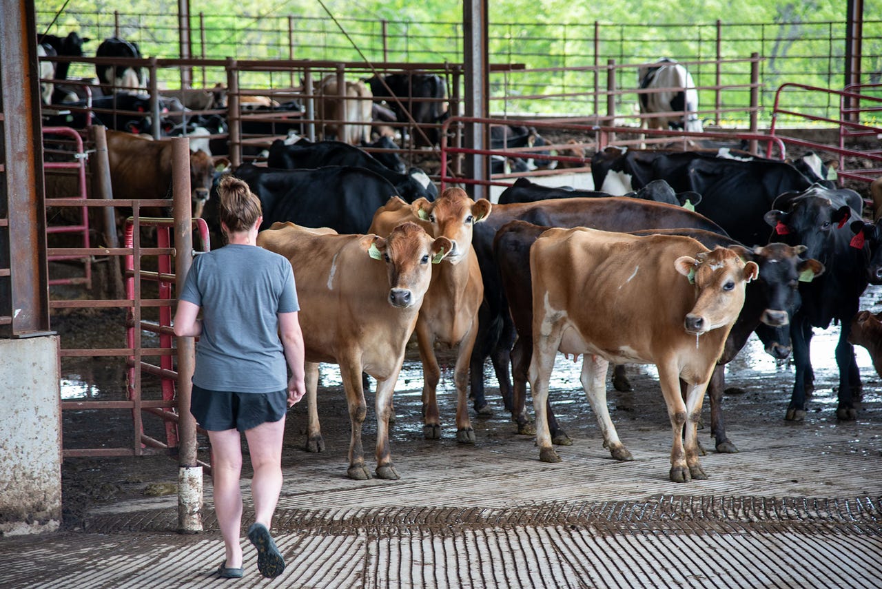 A woman looks at a herd of cattle in stalls