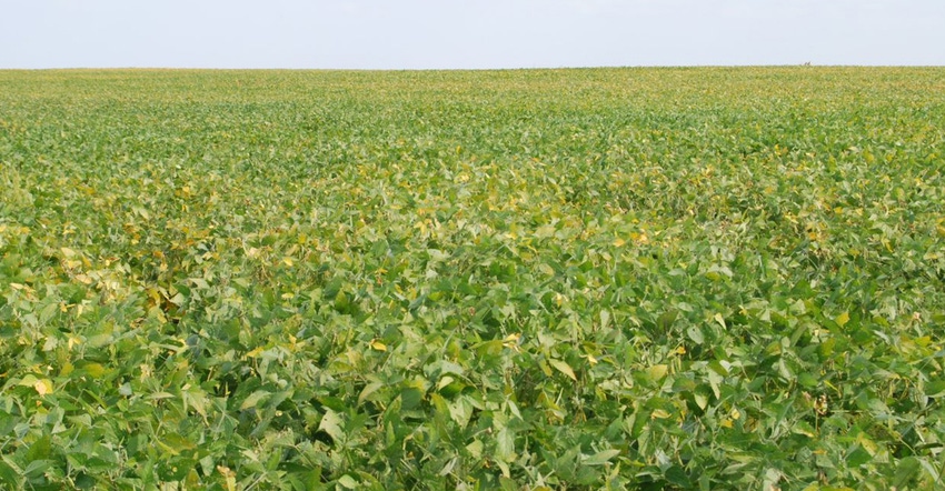 soybean field damaged by SCN