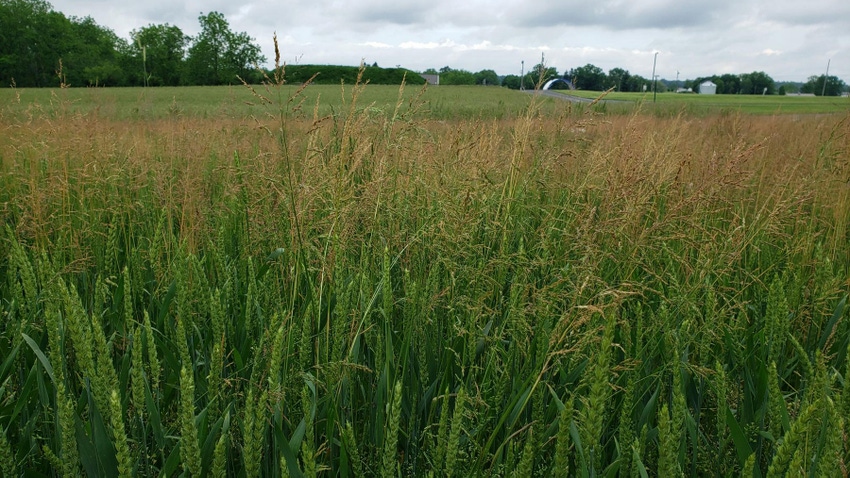 A wheat field infested with roughstalk bluegrass