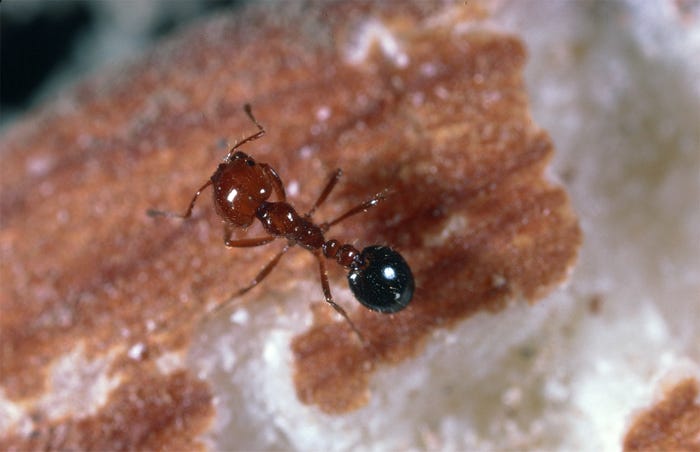 Southern_20fire_20ant.jpg