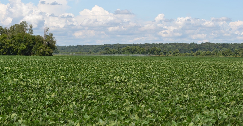 soybean field soybean field