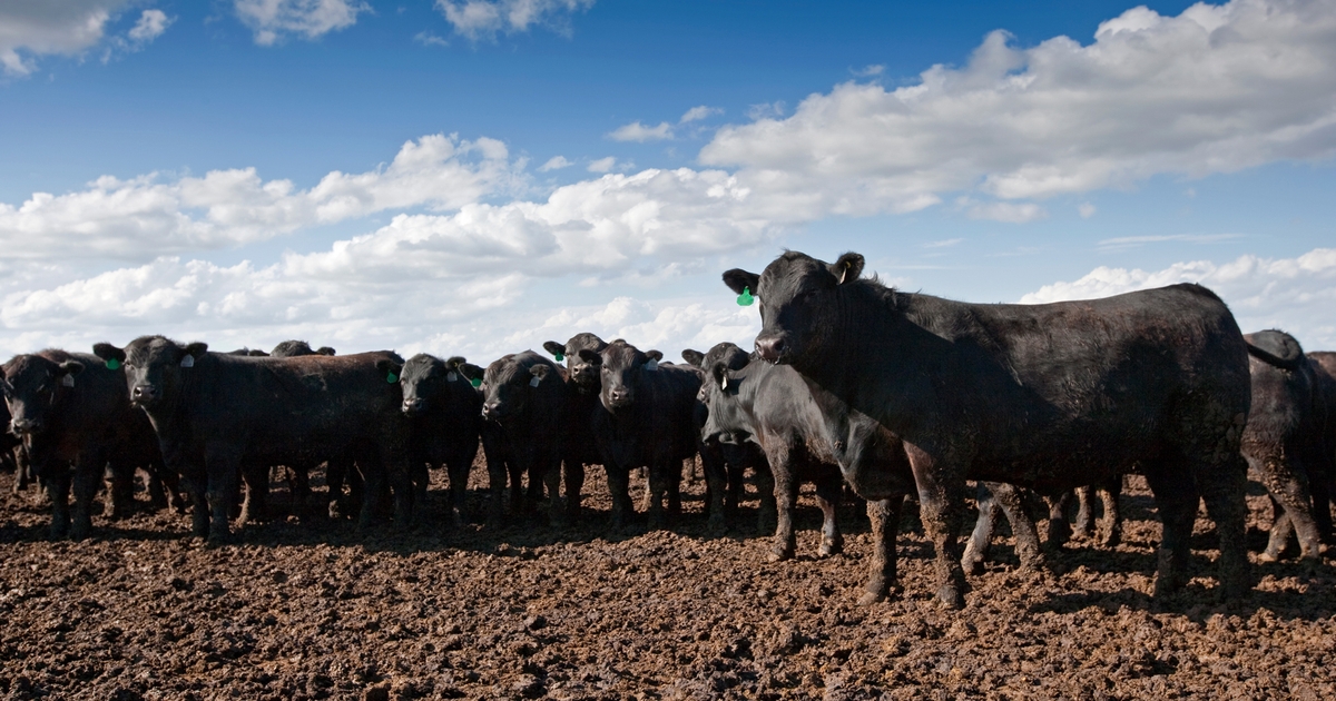 Cattle Contracts Library pilot released