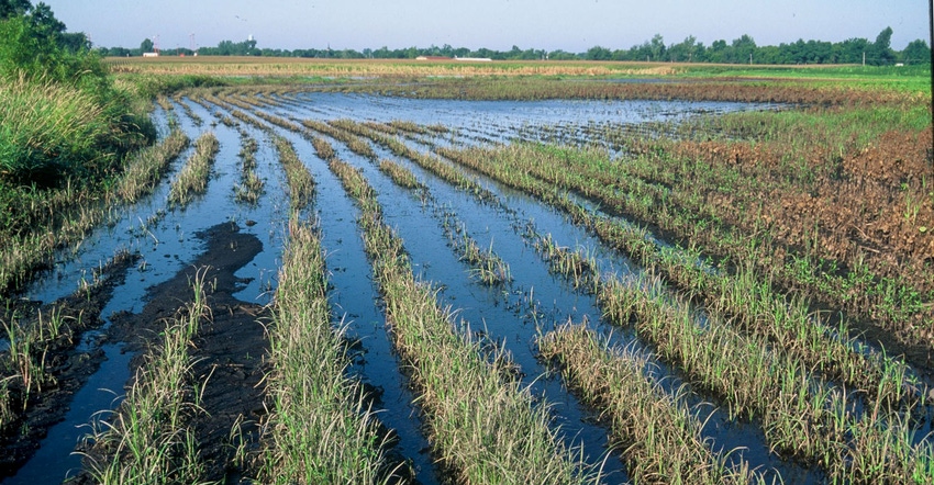 Wetlands in a field of crops