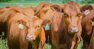 cattle with ear tags grazing in green pasture