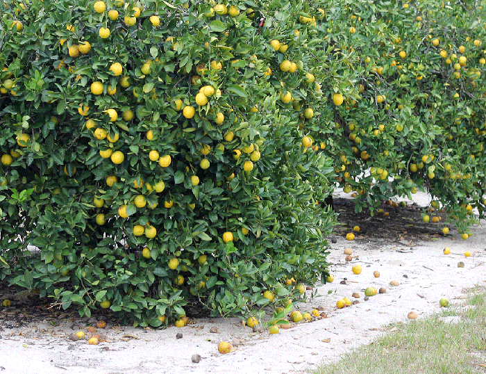 Florida citrus growers need to remove, replant 6 million citrus trees