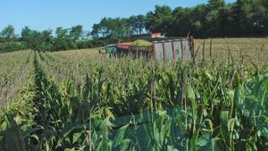 Corn silage being harvested