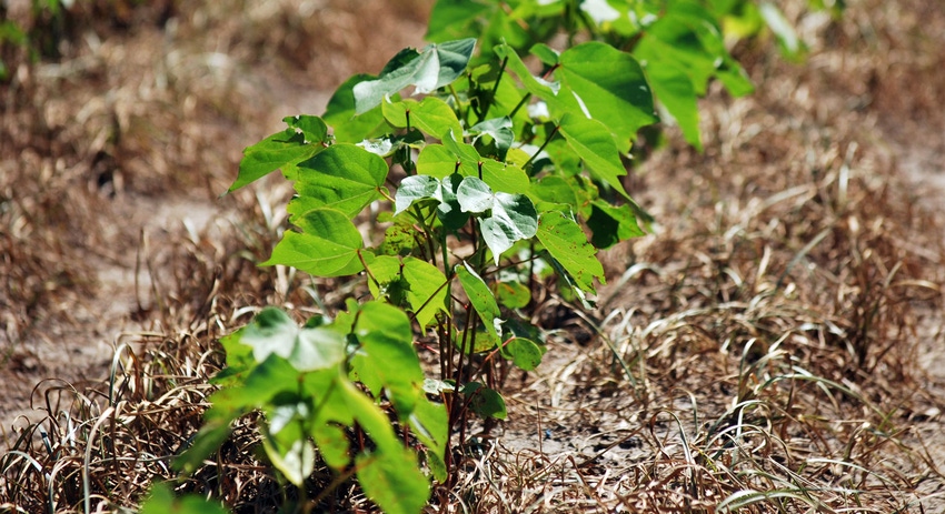 brad-haire-farm-progress-cotton-reduced-till-aa.jpg brad-haire-farm-progress-cotton-reduced-till-aa.jpg