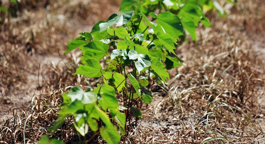 brad-haire-farm-progress-cotton-reduced-till-aa.jpg