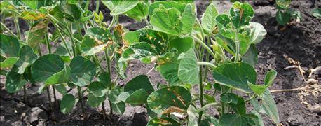 how_diagnose_treat_yield_robbing_soybean_diseases_1_635953191565916582.jpg