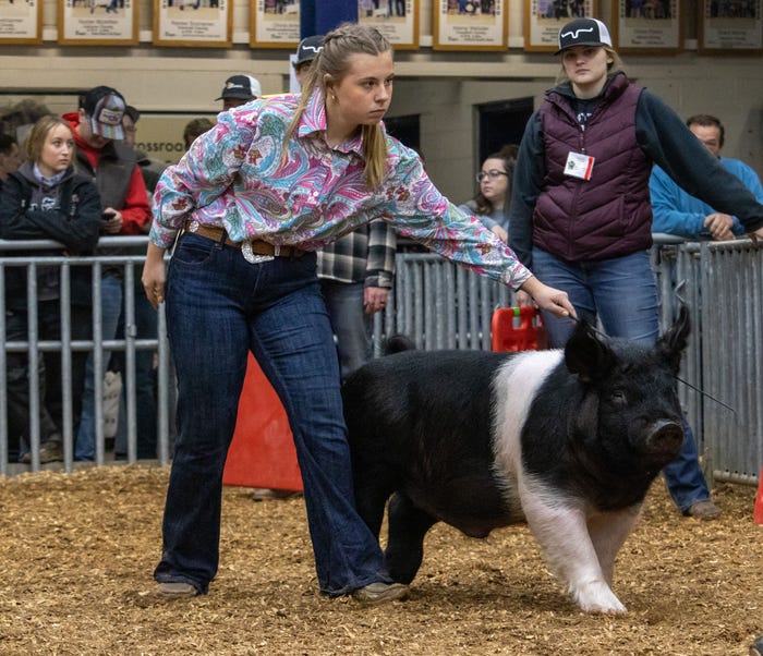 A young woman showing her pig in a ring 