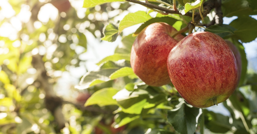 Apples on tree Apples on tree