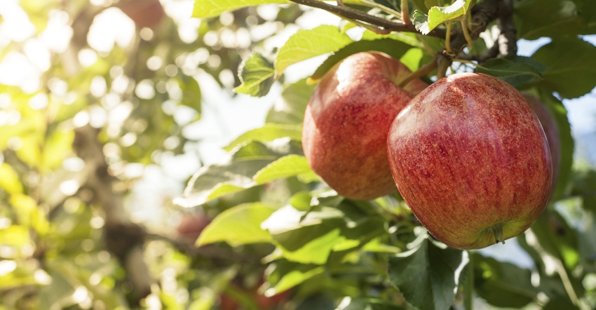 Apples on tree